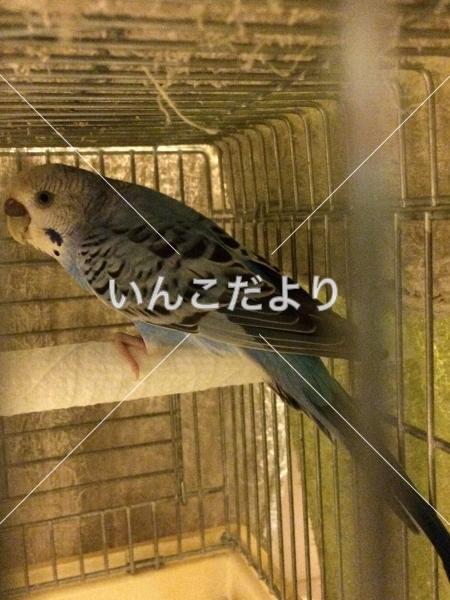 保護鳥の写真