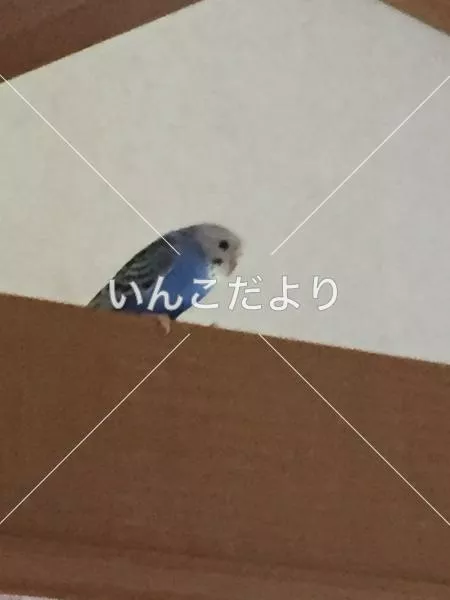 保護鳥の写真