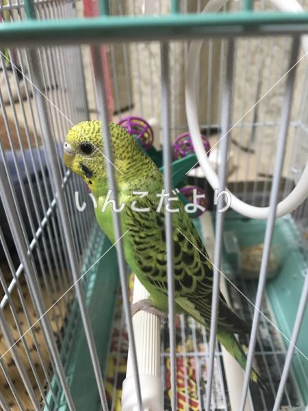 保護鳥の写真