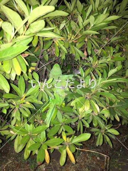 保護鳥の写真