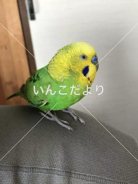 保護鳥の写真