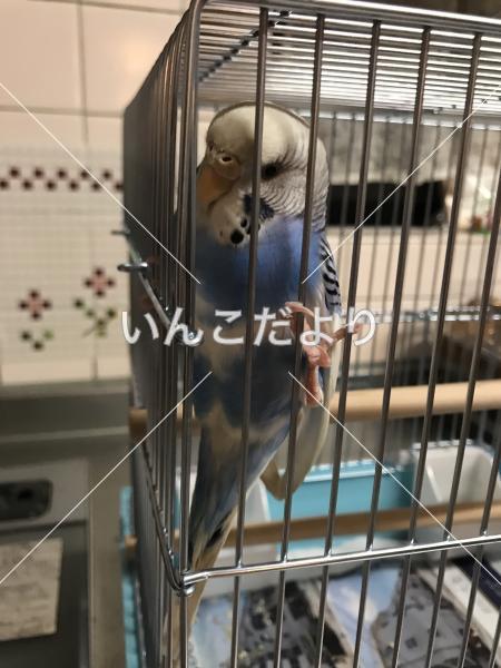 保護鳥の写真
