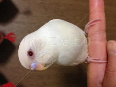 迷い鳥の写真