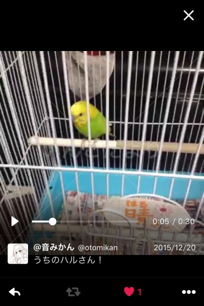 迷い鳥の写真