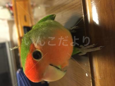迷い鳥の写真