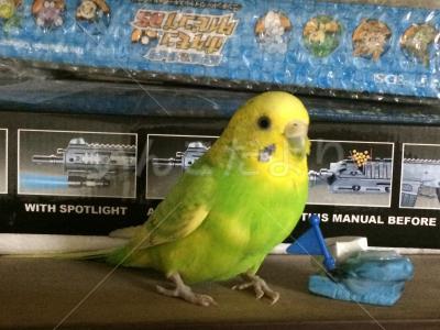 保護鳥の写真