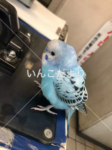 保護鳥の写真