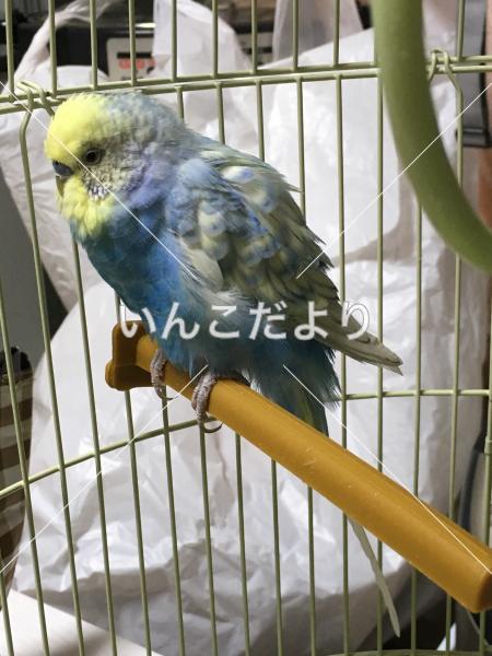 保護鳥の写真