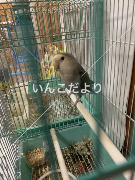 保護鳥の写真