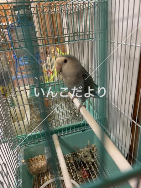 保護鳥の写真