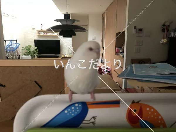 保護鳥の写真