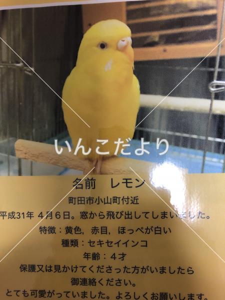 迷い鳥の写真