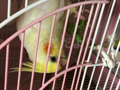 迷い鳥の写真