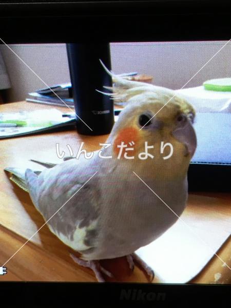 迷い鳥の写真