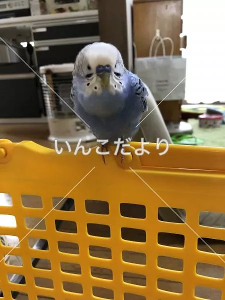 保護鳥の写真