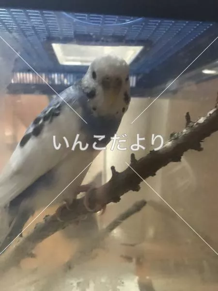 保護鳥の写真