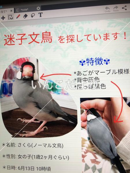 迷い鳥の写真