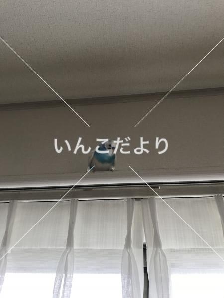 保護鳥の写真