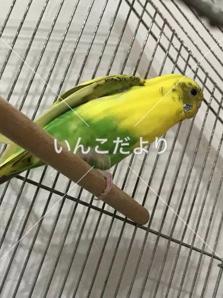 保護鳥の写真