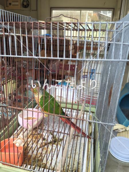 保護鳥の写真