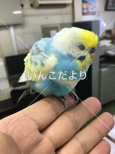 保護鳥の写真
