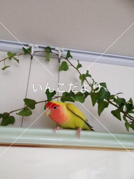 迷い鳥の写真