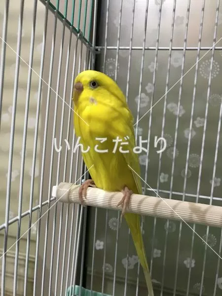 保護鳥の写真