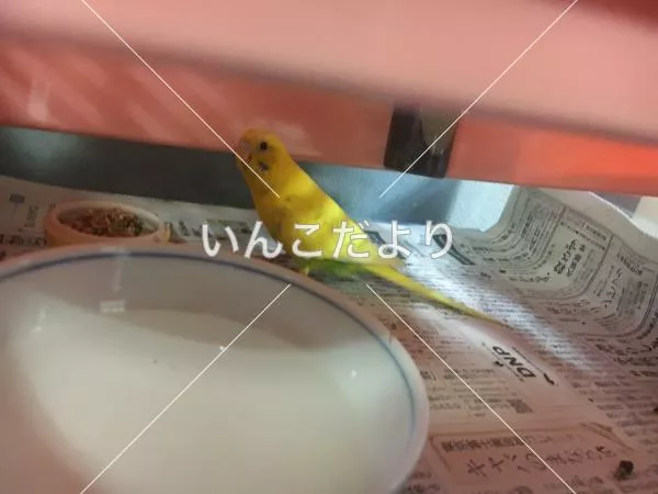 保護鳥の写真
