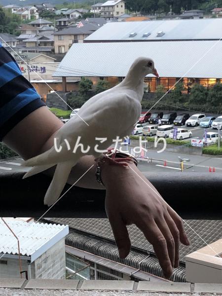 迷い鳥の写真