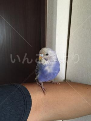 迷い鳥の写真