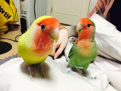 迷い鳥の写真