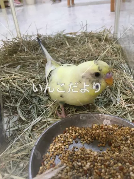 保護鳥の写真