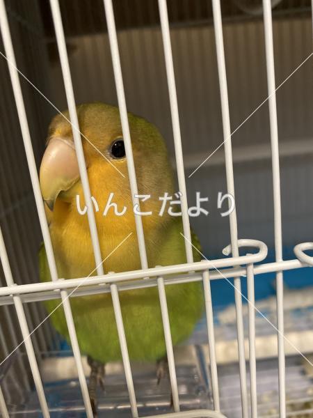 保護鳥の写真