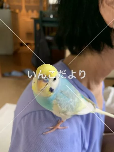 保護鳥の写真