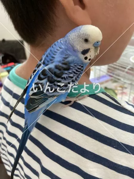 保護鳥の写真