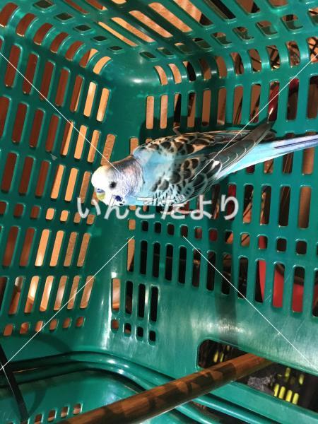保護鳥の写真