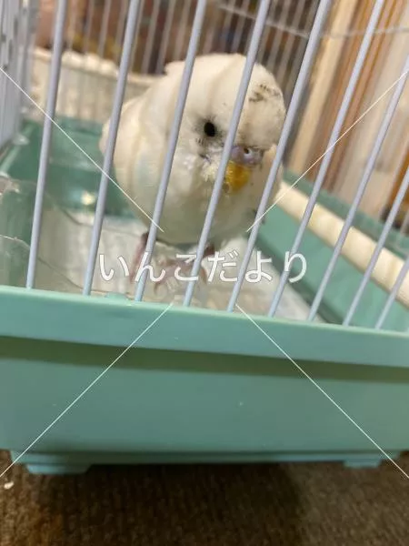 保護鳥の写真