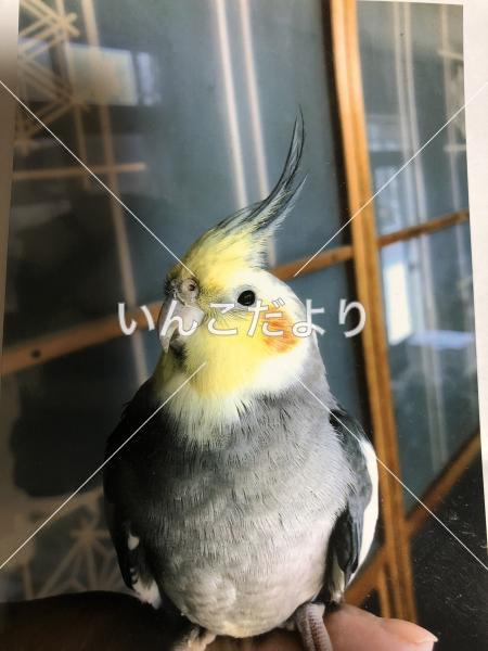 迷い鳥の写真