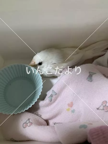 保護鳥の写真