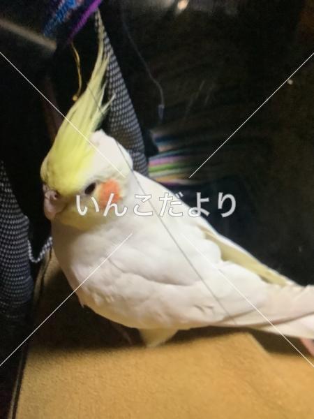 迷い鳥の写真