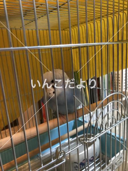 保護鳥の写真