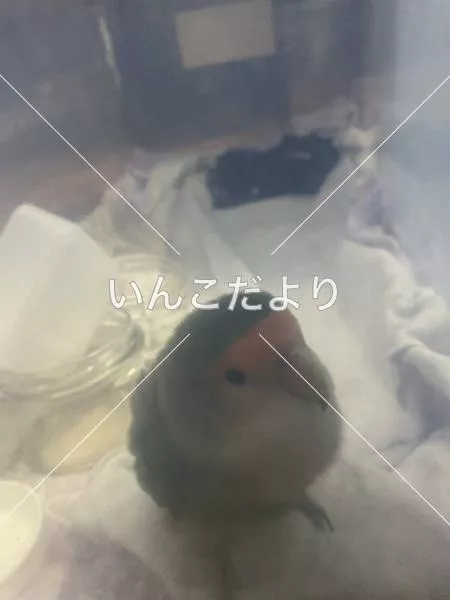 保護鳥の写真