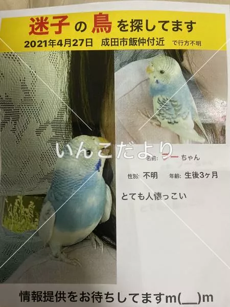 迷い鳥の写真