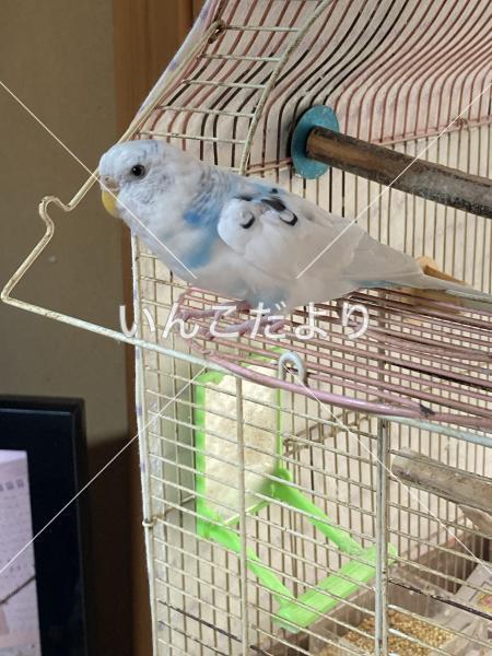 保護鳥の写真