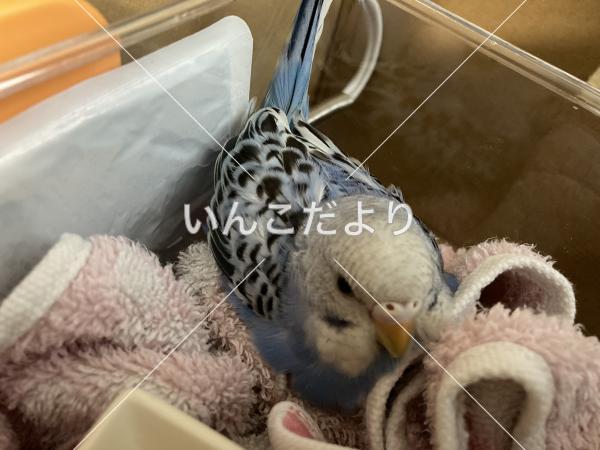 保護鳥の写真