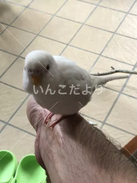 保護鳥の写真