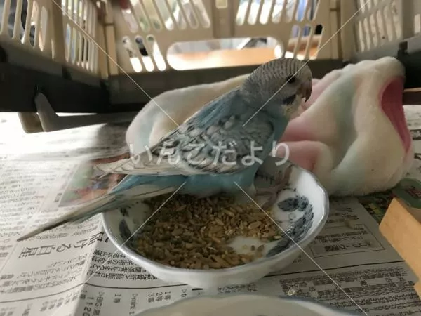保護鳥の写真