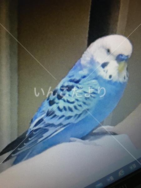 迷い鳥の写真