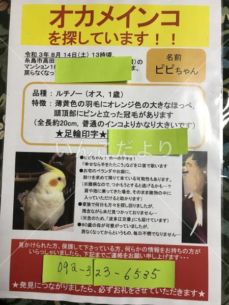 迷い鳥の写真