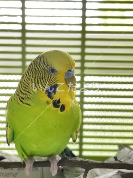 保護鳥の写真